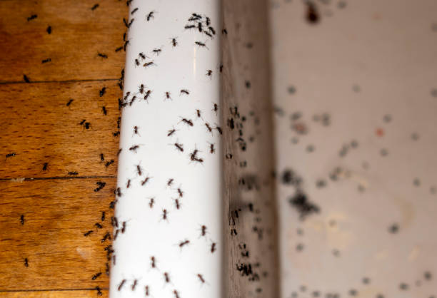 Wildlife Control Services in Rancho Murieta, CA